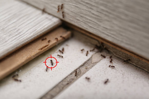 Best Bird Control  in Eaton Rapids, MI
