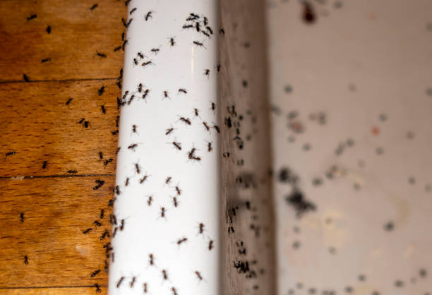 Best Cockroach Control Services  in Eaton Rapids, MI